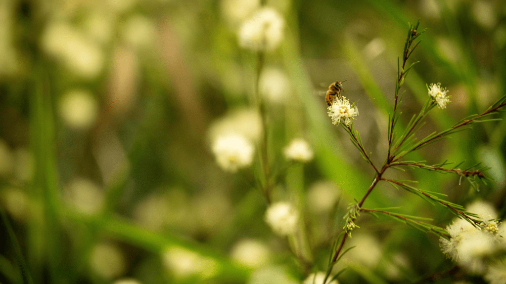 Call to ban bee-killing&nbsp;neonicotinoids
