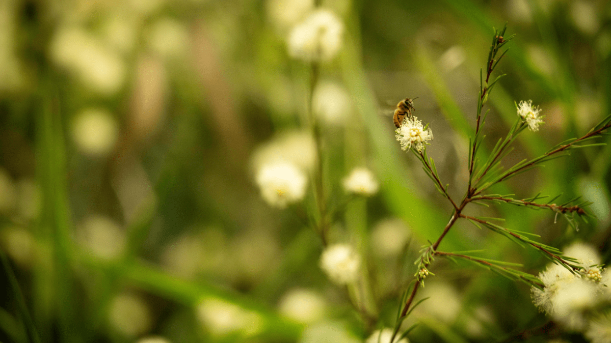 Call to ban bee-killing&nbsp;neonicotinoids